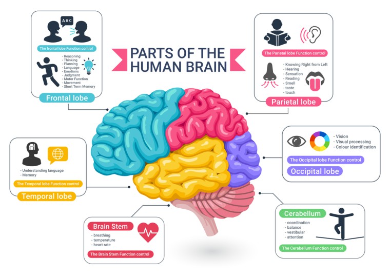 Grafische farbige Darstellung des Gehirns mit den verschiedenen Regionen und körperlichen Funktionen